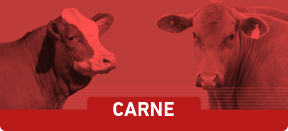 CARNE