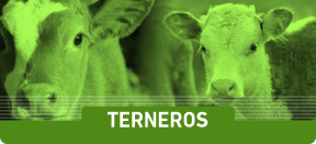 TERNERO